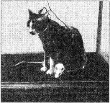 кошка эксперимент.jpg
